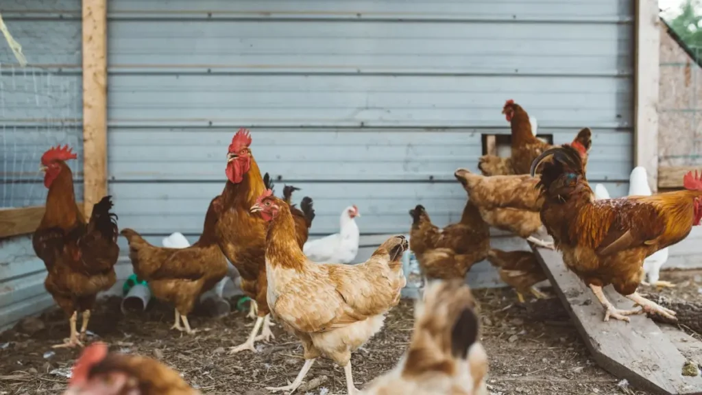 Bandada de gallinas