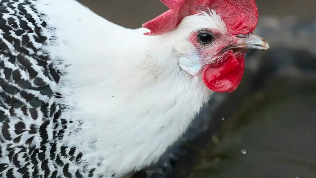 Gallina bebiendo de un bebedero