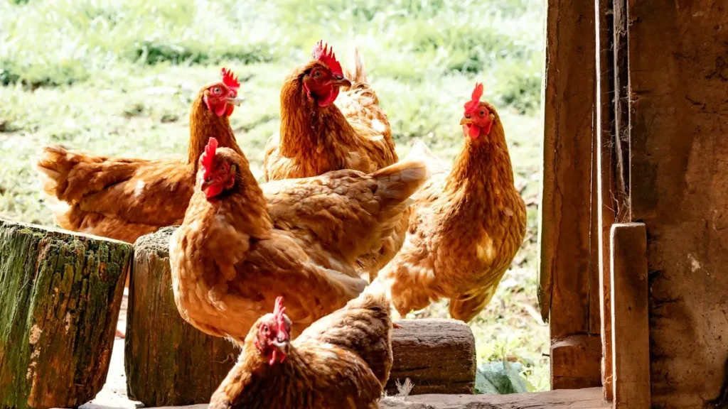 Gallinas junto a un muro