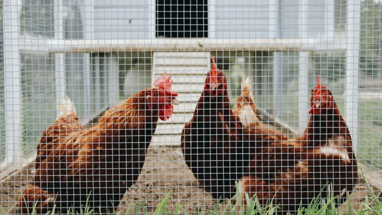 Gallos detrás de una malla metálica