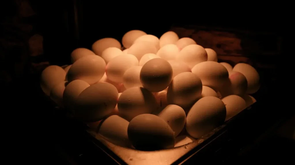 Grupo de huevos