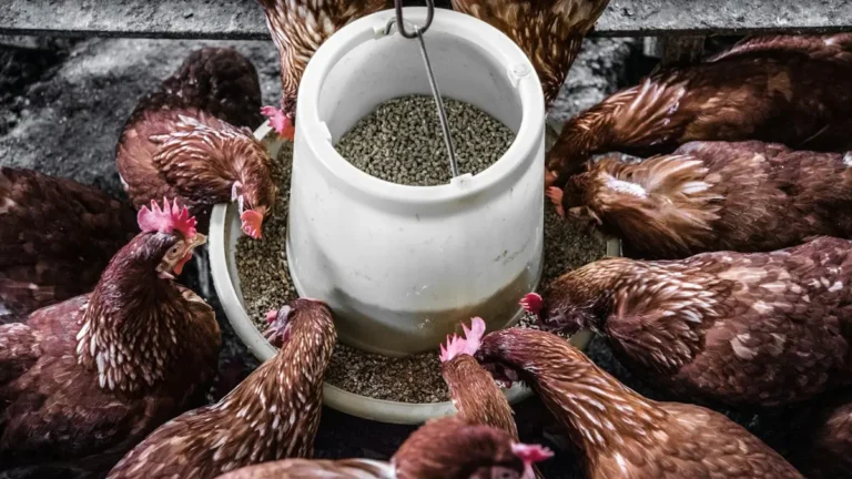 Grupo de gallinas