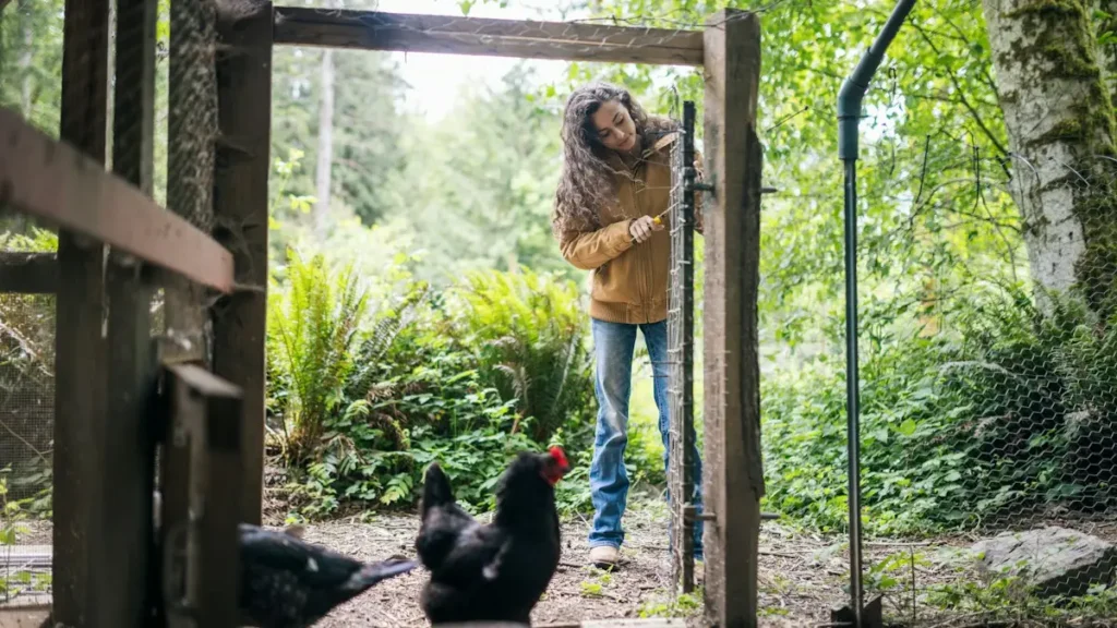 Niña abriendo la puerta de un gallinero