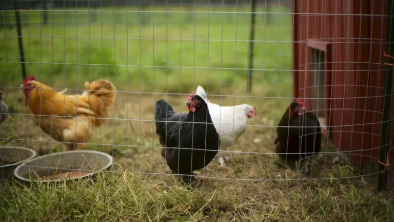 Cuatro gallinas en un corral